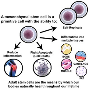 What is a Stem Cells